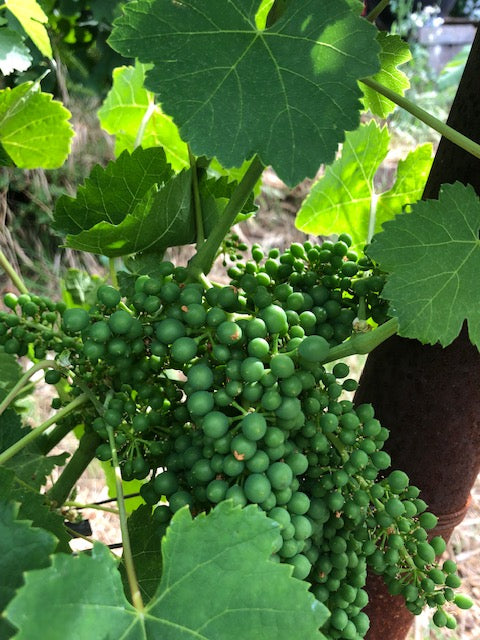 Fun Information about Cabernet Franc in California