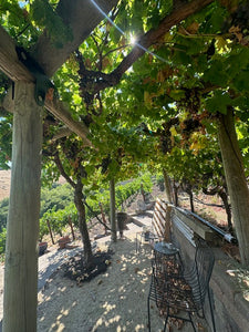 Sun-Kissed Vines & Family Times